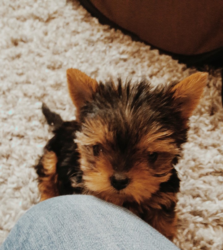 dog