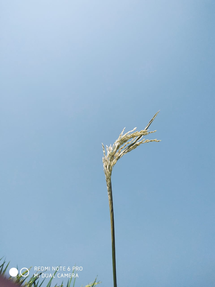 agriculture