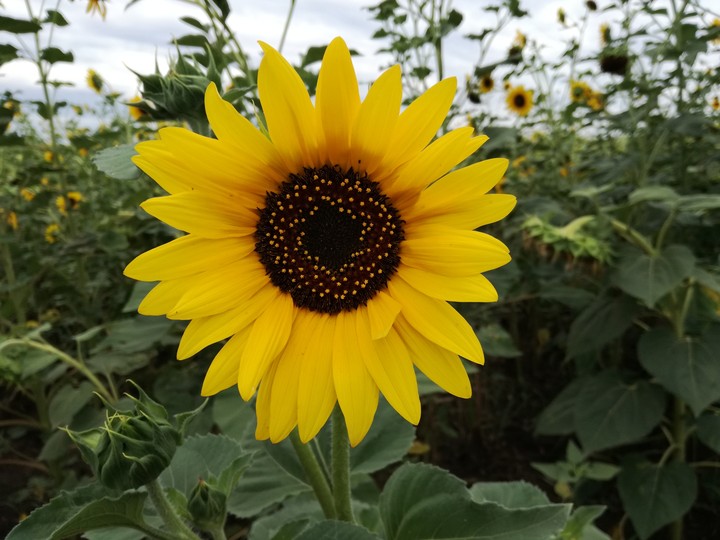 Sunflower