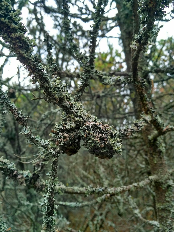 Lichen on pine cones (no filters)