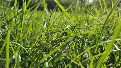 植物, grass桌布