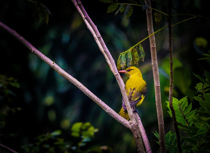 bird