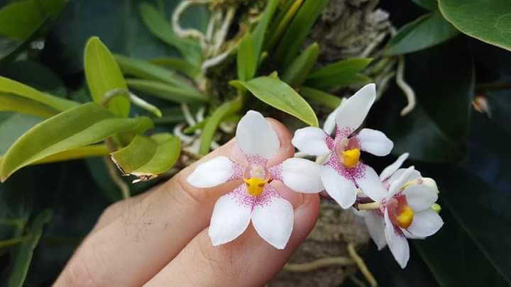 vida