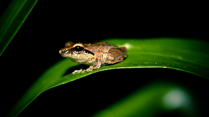 frog