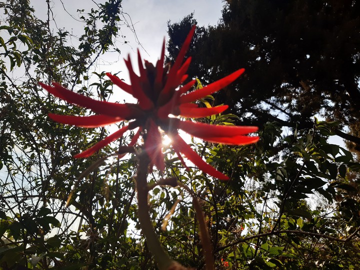 Colorín