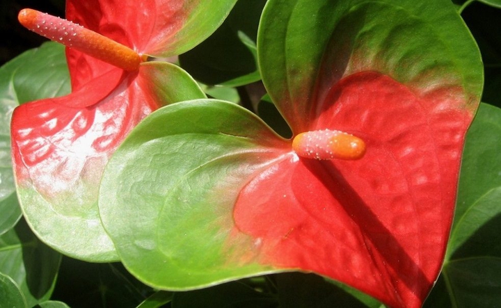 #Nature's Beauty