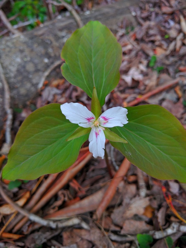 Pretty White Flower