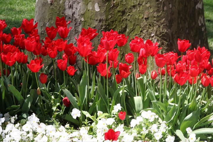 beautiful red flowers...