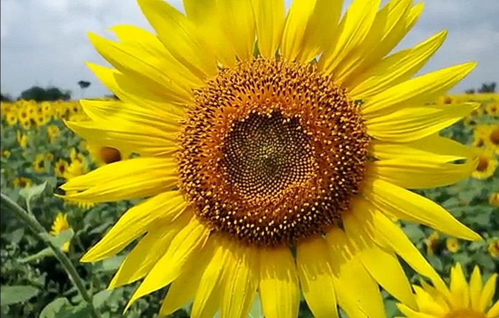 bright sunflower