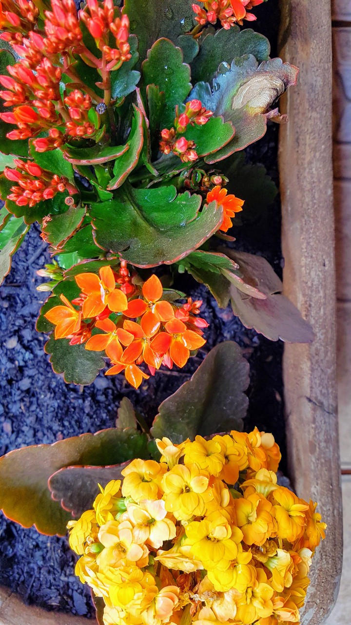 flores