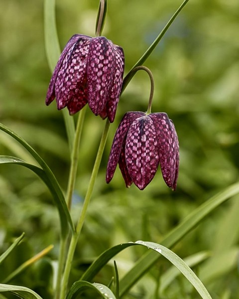 רקעים wildflower, flower