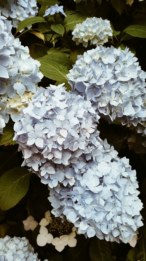 little blue flowers