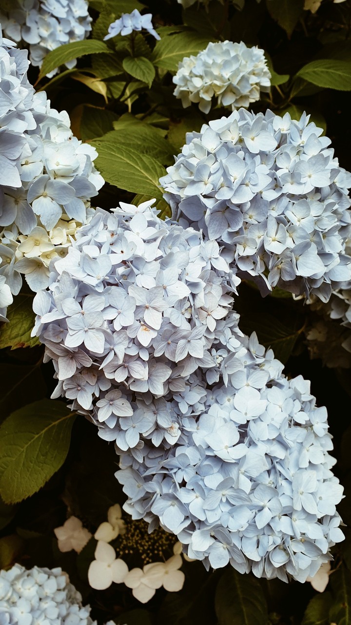 little blue flowers
