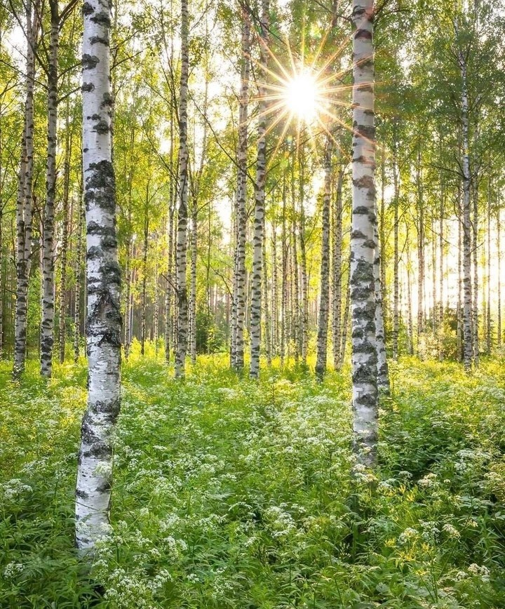 sun in the forest...