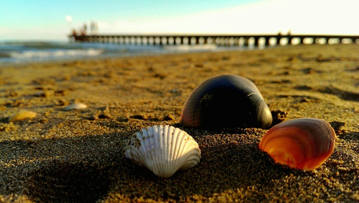 Sea shells
