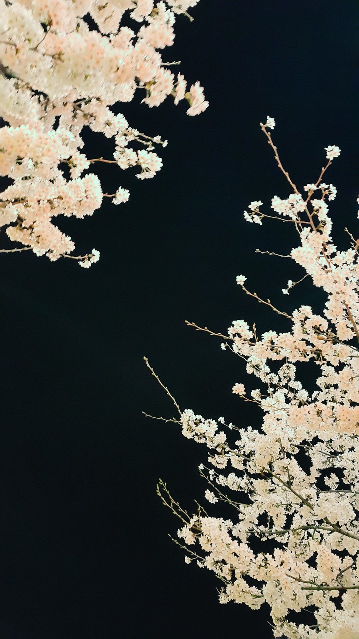 sakura kyo