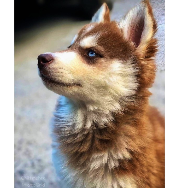 The Husky 2