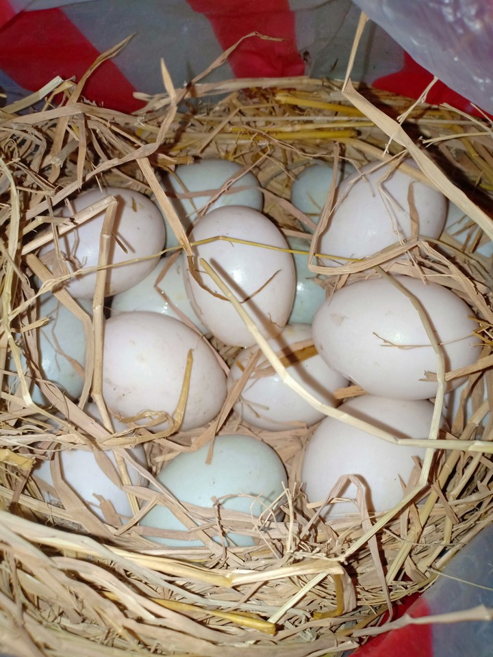 Duck Eggs