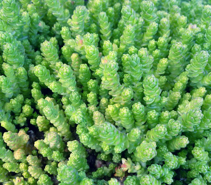 A small, small plant