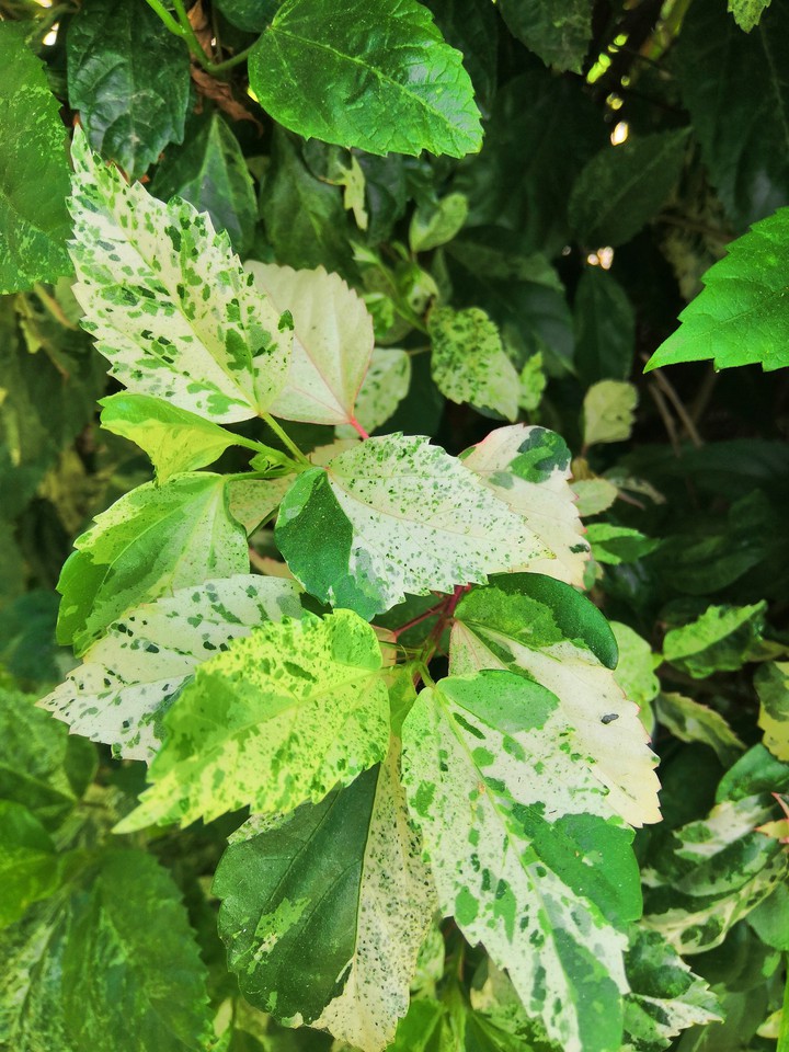Green leaves with white patches