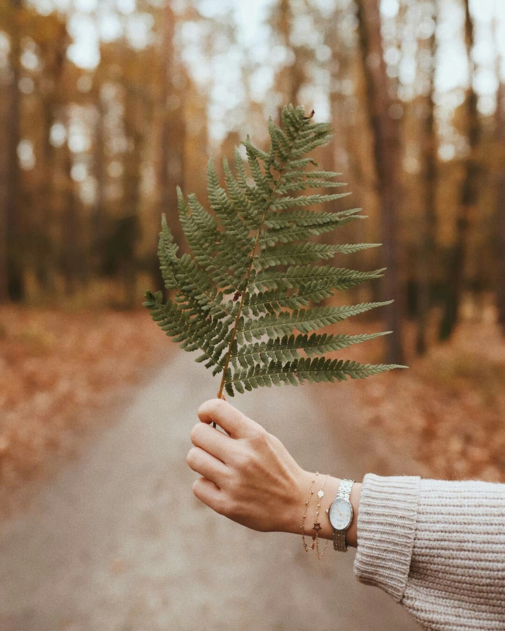 Fern