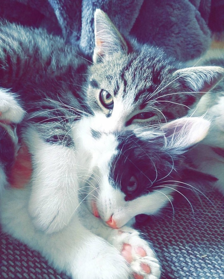 Cuddle-Cats