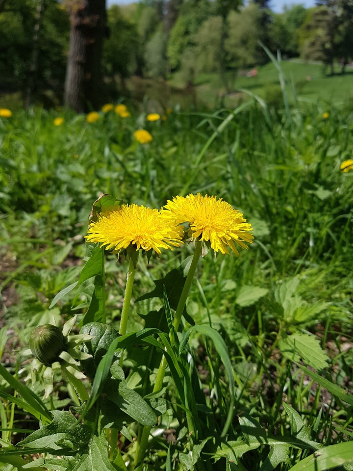 Flowers