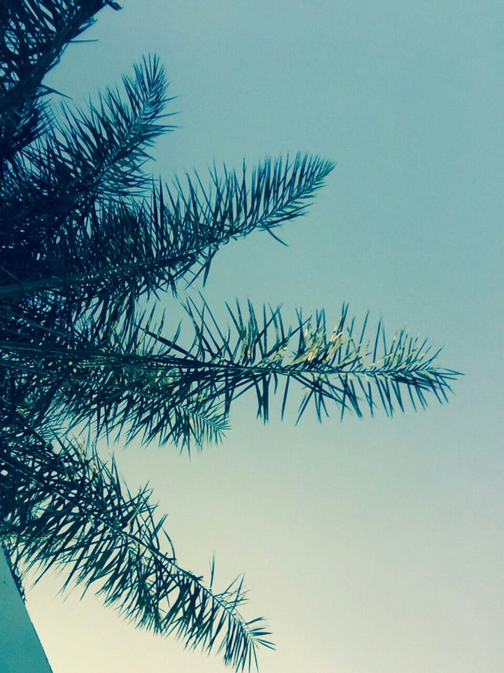 plam tree