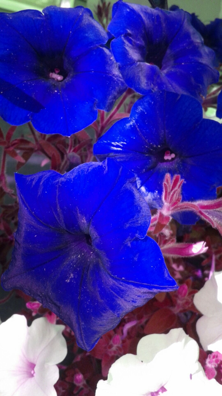 Blue flowers