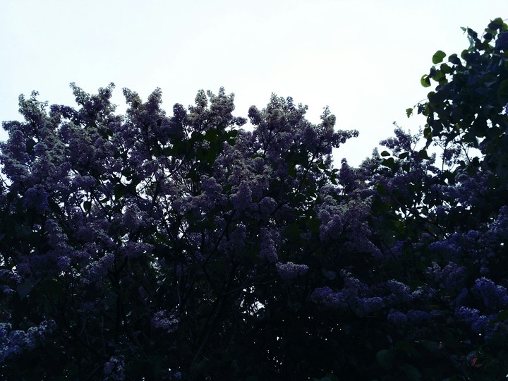 сирень