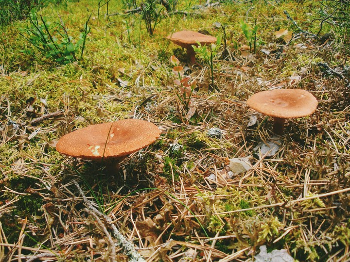 Once in the forest