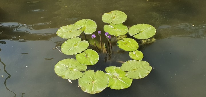 lotus