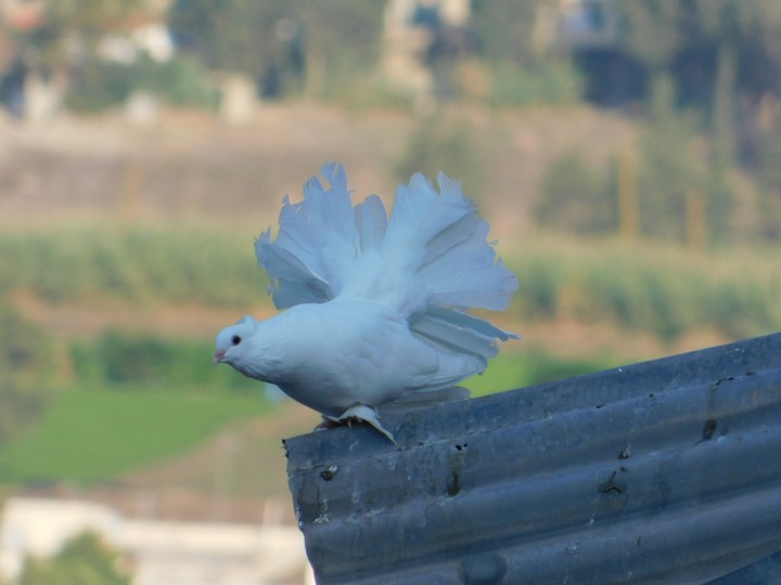 peace messenger