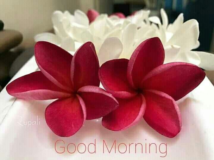 good morning