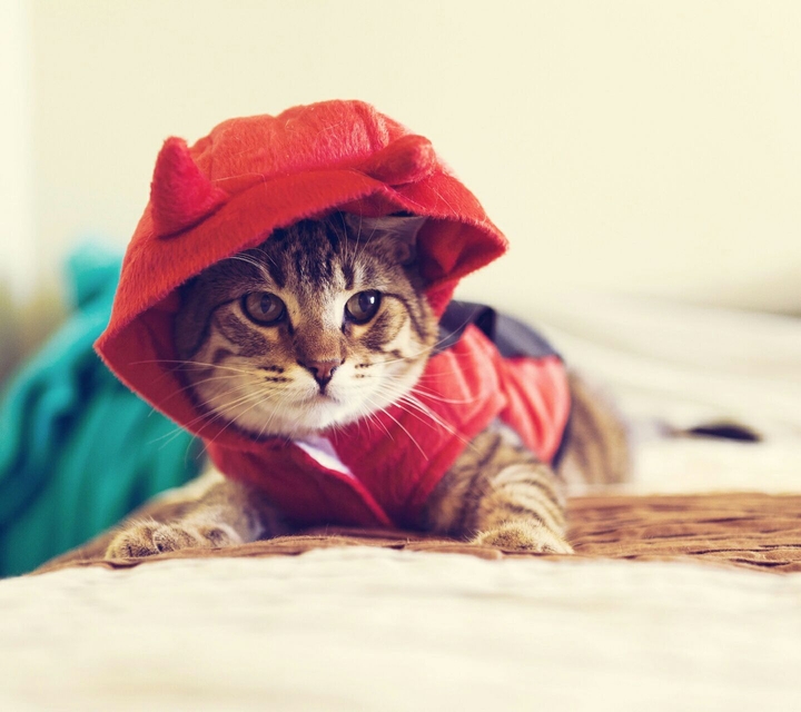 Kitten