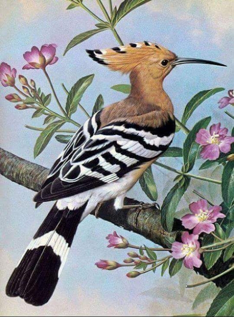 bird, fauna桌布