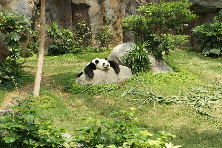 panda