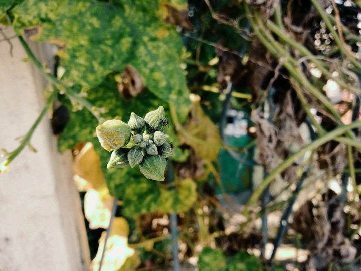 beauty of a bud!