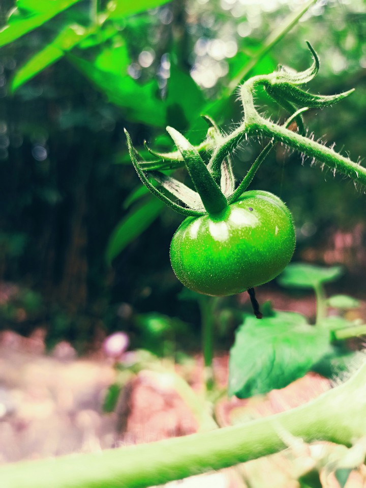 nature
