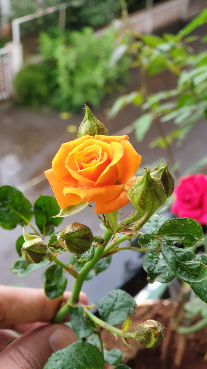 sweet rose