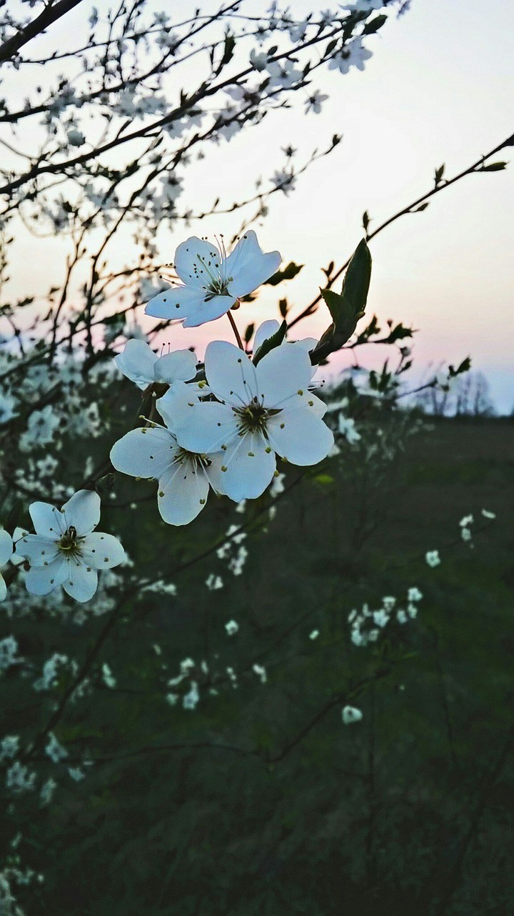 Cherry Blossom 