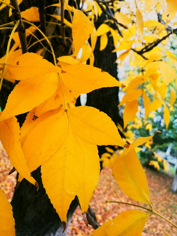 autumn
