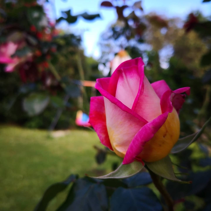 Rose ?