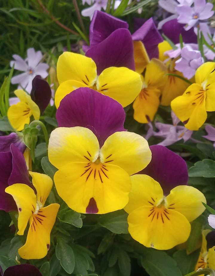 Pansies flower