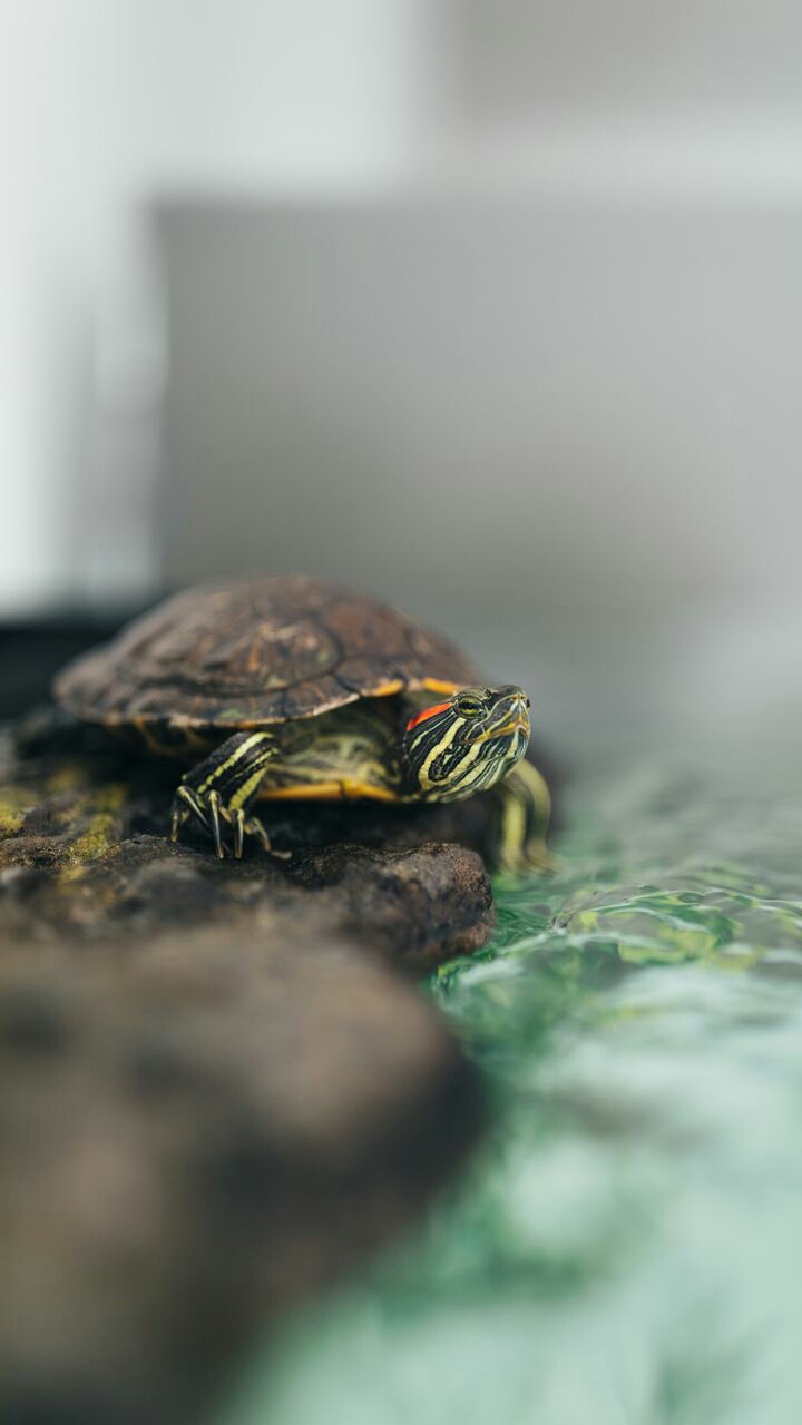 turtle