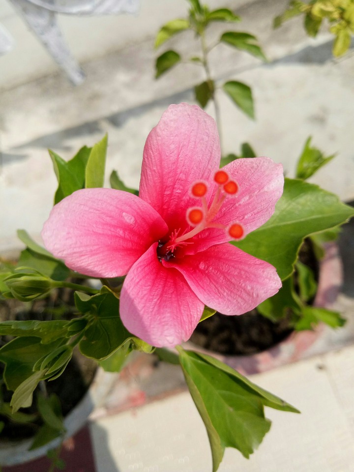 wallpaper flowers