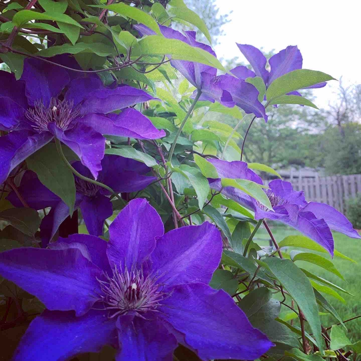 Purple Flowers