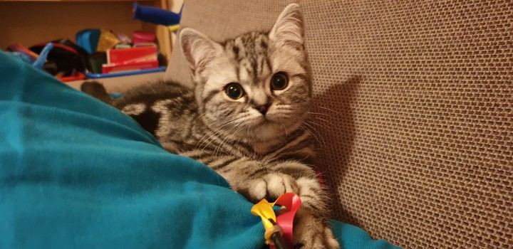 tabby