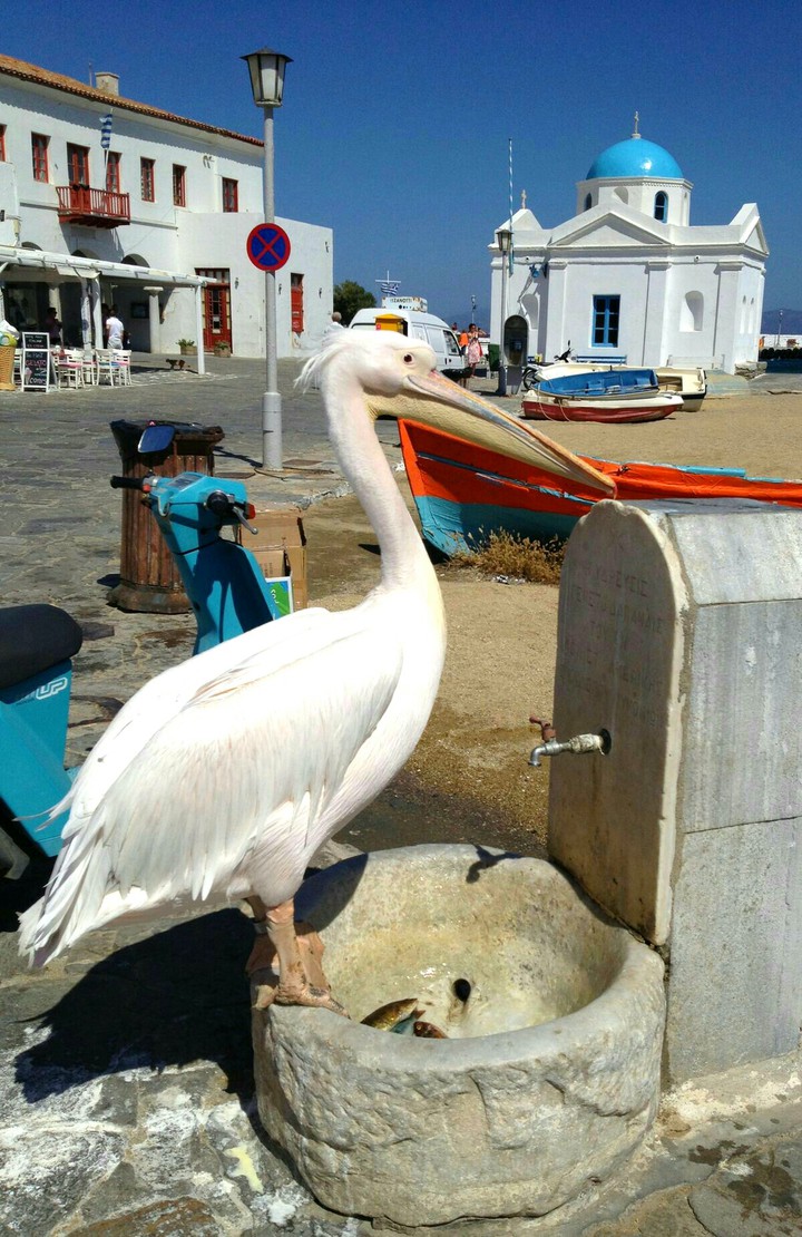 STAMATIOS