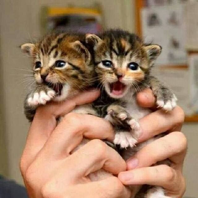 cute